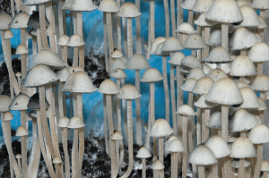 Blue Meanies Magic Mushrooms