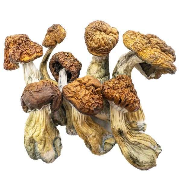 Blue Meanies Magic Mushrooms